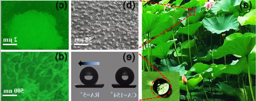 图2. 荷叶表面微观结构SEM图及水滴<a href='http://unartfully.sevendaycycle.com'><a href='http://unartfully.sevendaycycle.com'>正规赌博平台</a>在</a>表面的行为